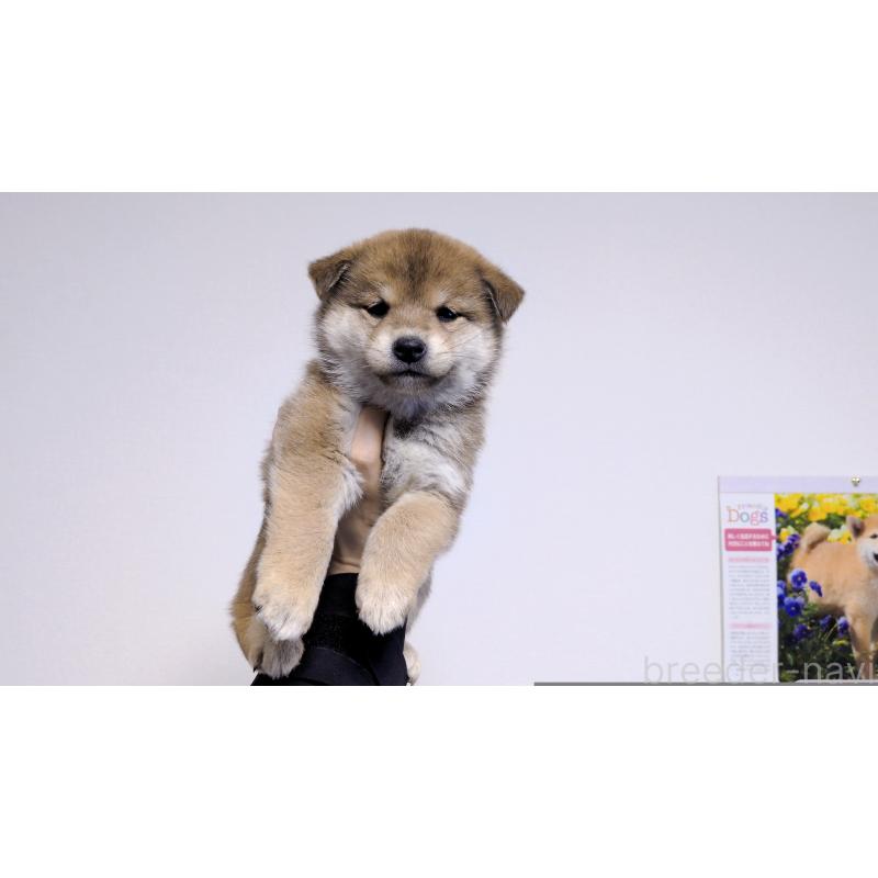 販売中の茨城県の柴犬-453028の7枚目