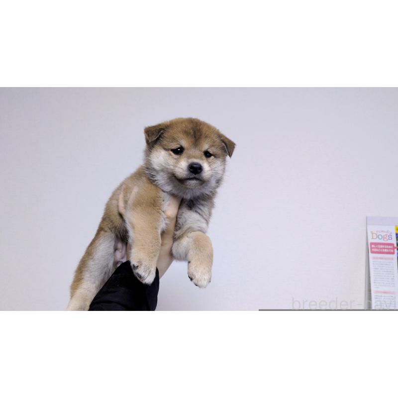 販売中の茨城県の柴犬-453028の6枚目