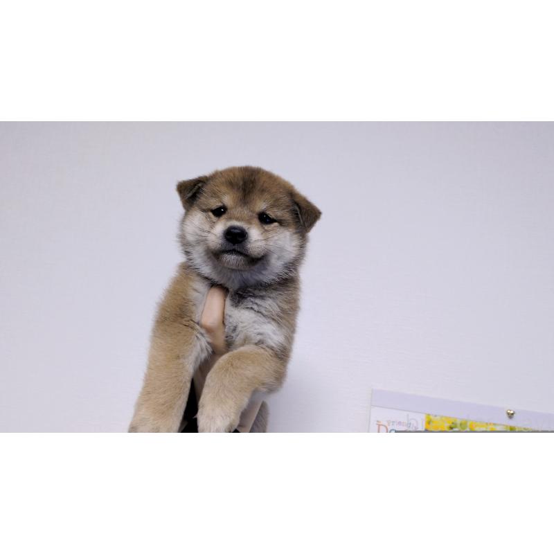 販売中の茨城県の柴犬-453028の5枚目