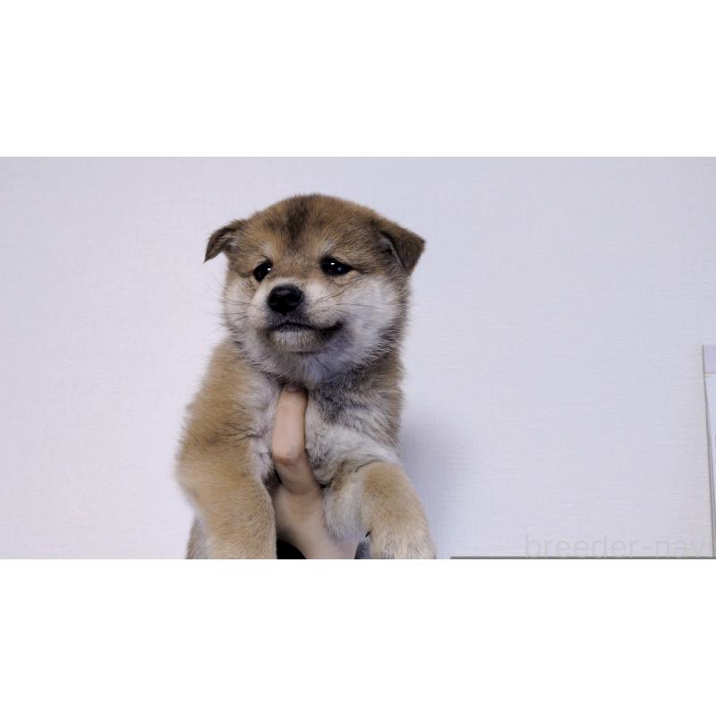 販売中の茨城県の柴犬-453028の3枚目