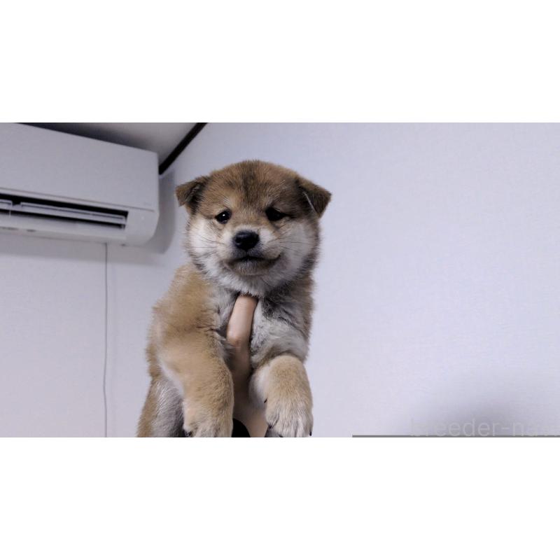 販売中の茨城県の柴犬-453028の2枚目