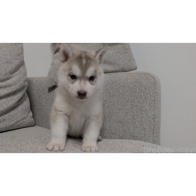 販売中の茨城県のシベリアンハスキー-453029の9枚目