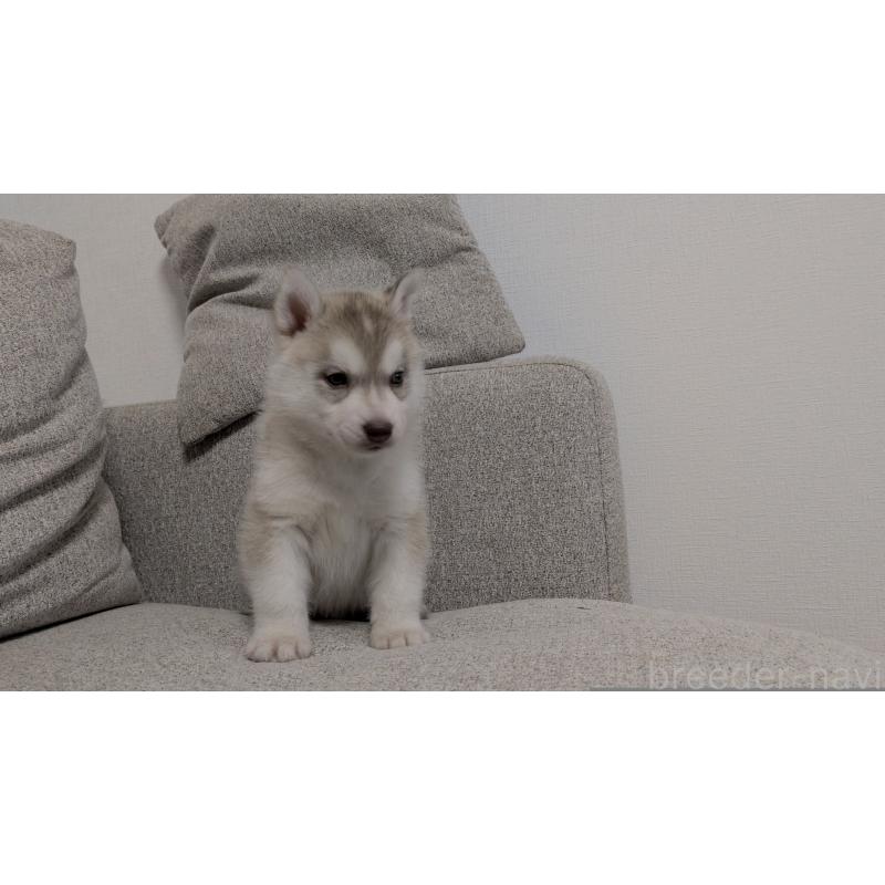 販売中の茨城県のシベリアンハスキー-453029の8枚目