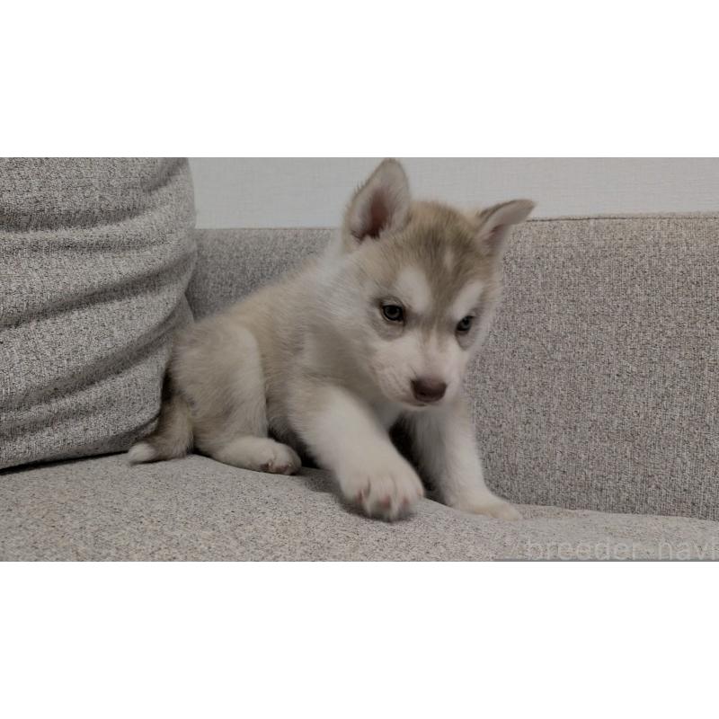 販売中の茨城県のシベリアンハスキー-453029の6枚目