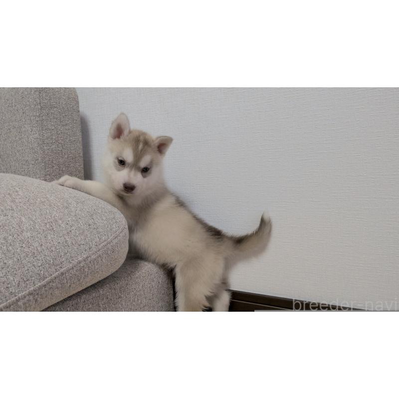 販売中の茨城県のシベリアンハスキー-453029の4枚目