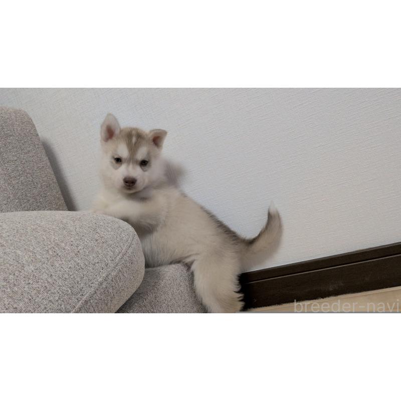 販売中の茨城県のシベリアンハスキー-453029の3枚目