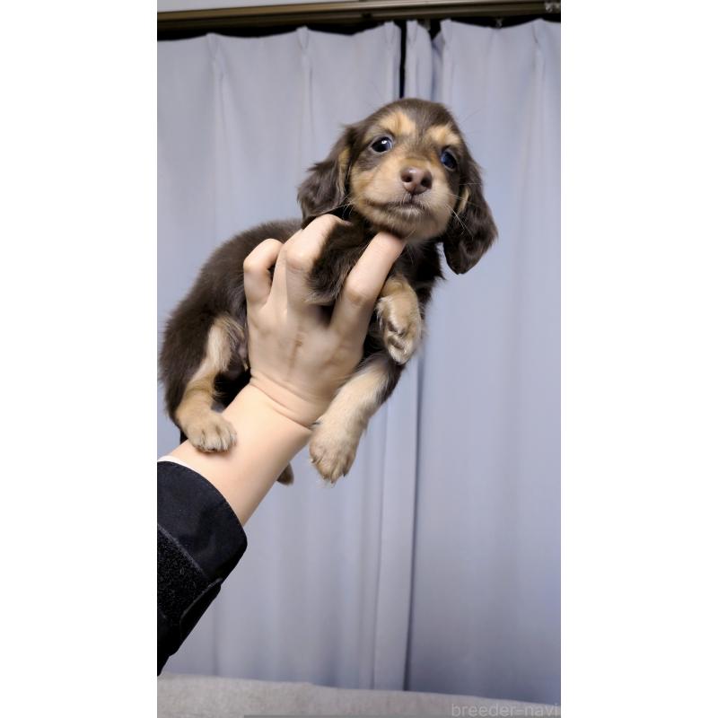 販売中の茨城県のミニチュアダックスフンド(ロングヘアード)-453031の8枚目