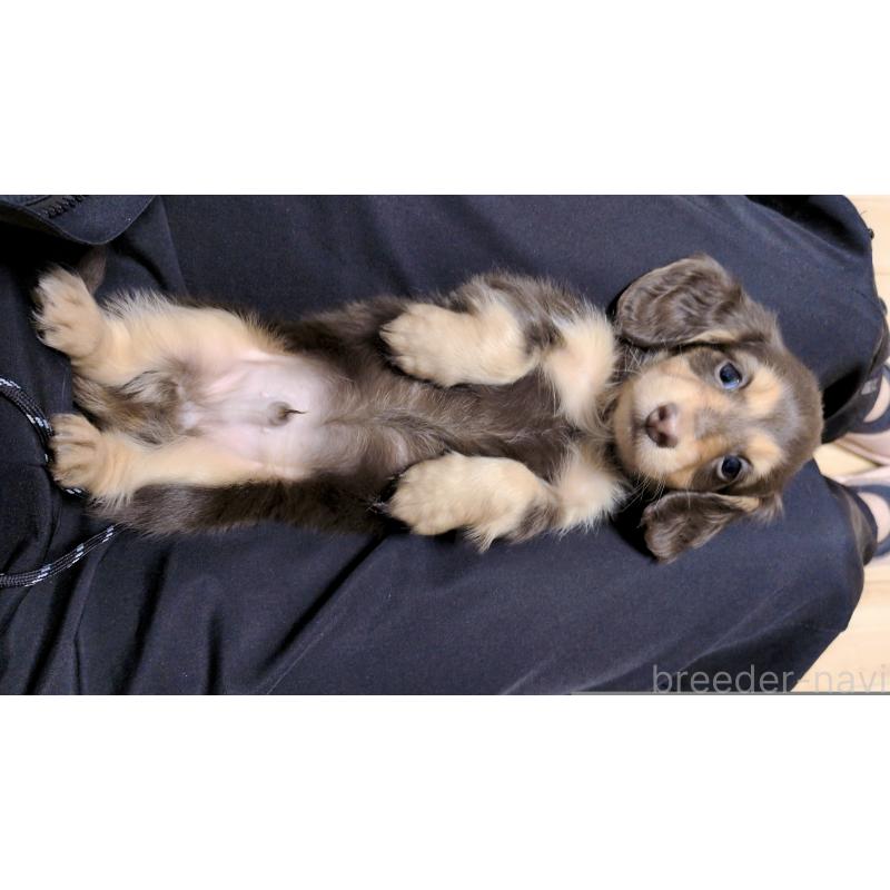 販売中の茨城県のミニチュアダックスフンド(ロングヘアード)-453031の6枚目