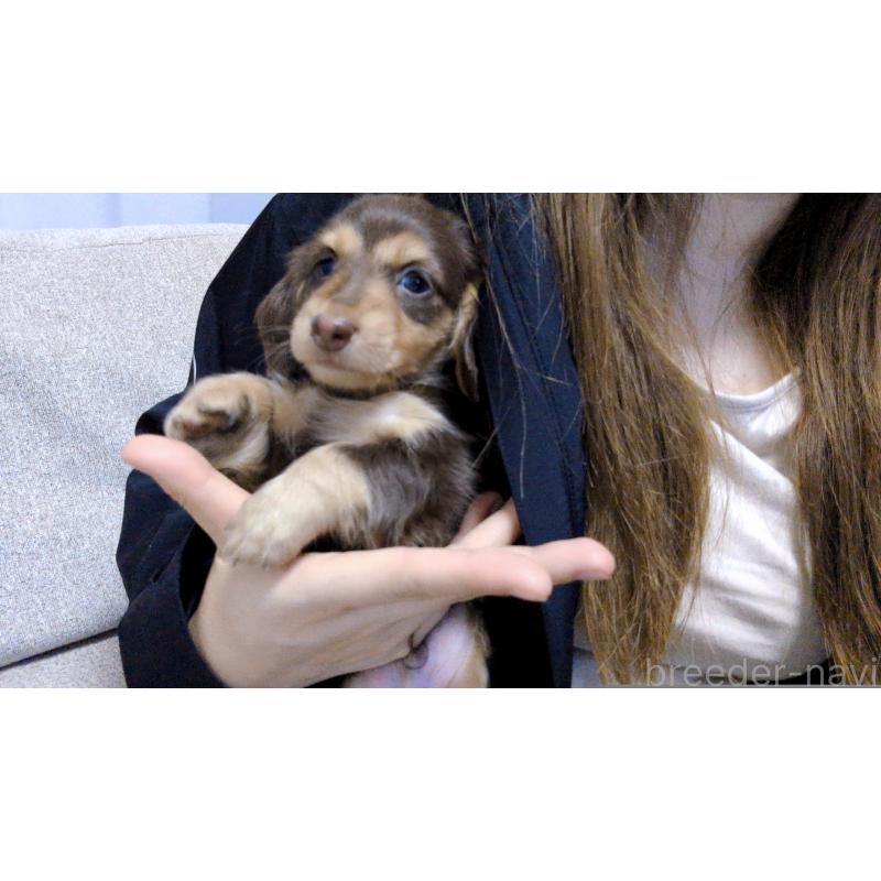 販売中の茨城県のミニチュアダックスフンド(ロングヘアード)-453031の4枚目