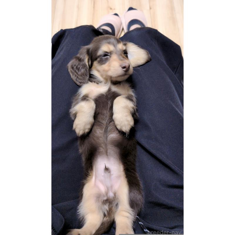 販売中の茨城県のミニチュアダックスフンド(ロングヘアード)-453031の3枚目