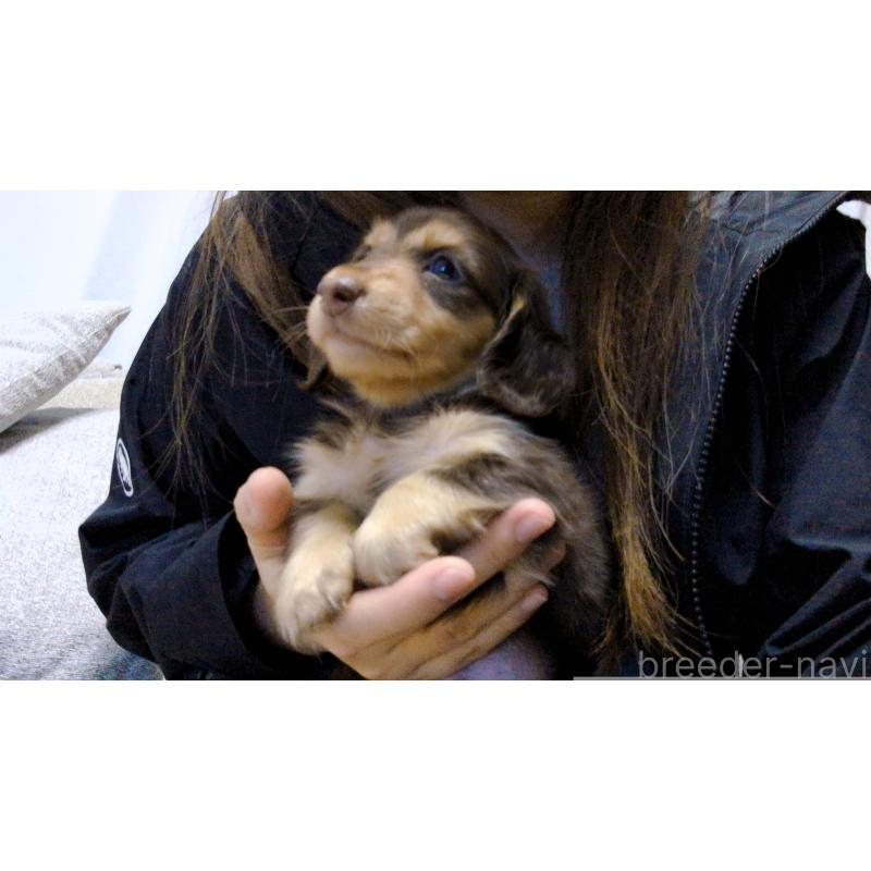 販売中の茨城県のミニチュアダックスフンド(ロングヘアード)-453031の2枚目