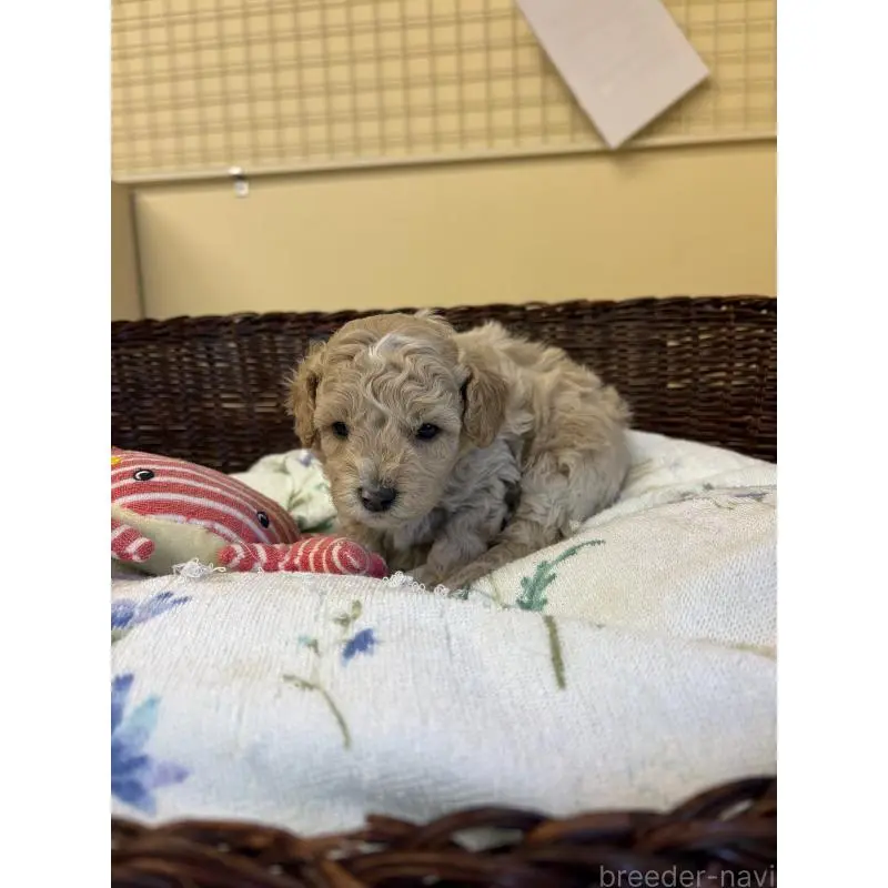 販売中の愛知県のトイプードル-453030の4枚目