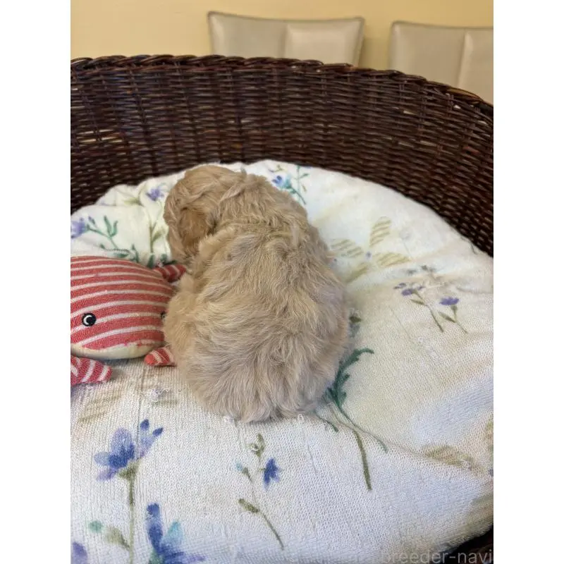 販売中の愛知県のトイプードル-453030の3枚目