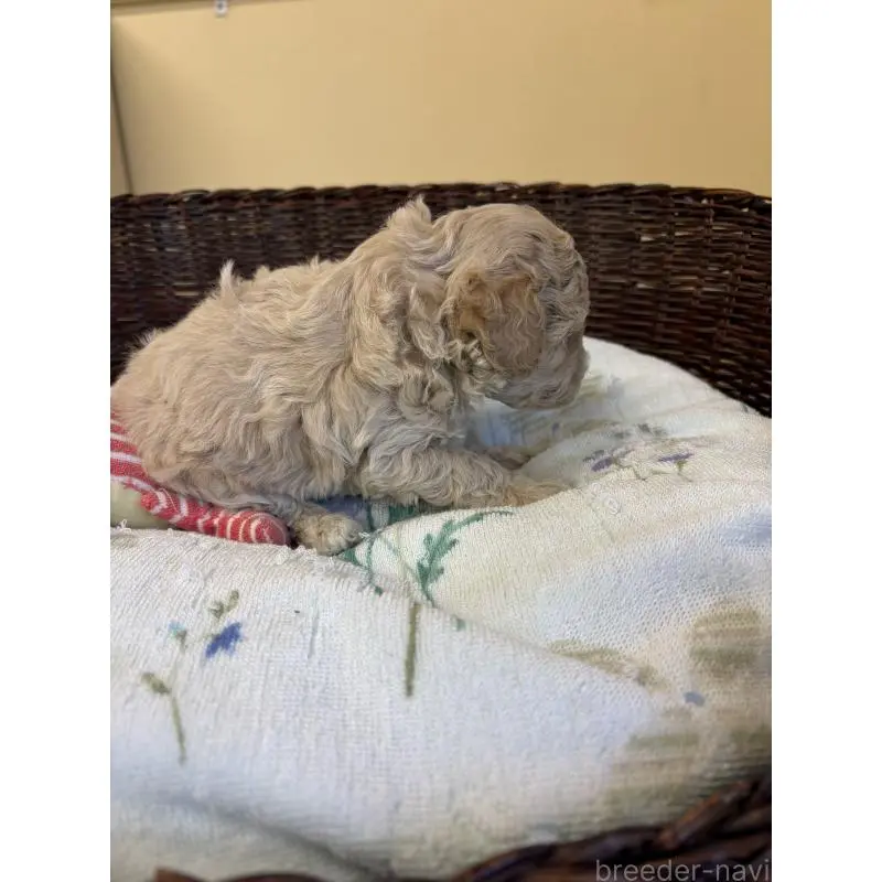 販売中の愛知県のトイプードル-453030の2枚目