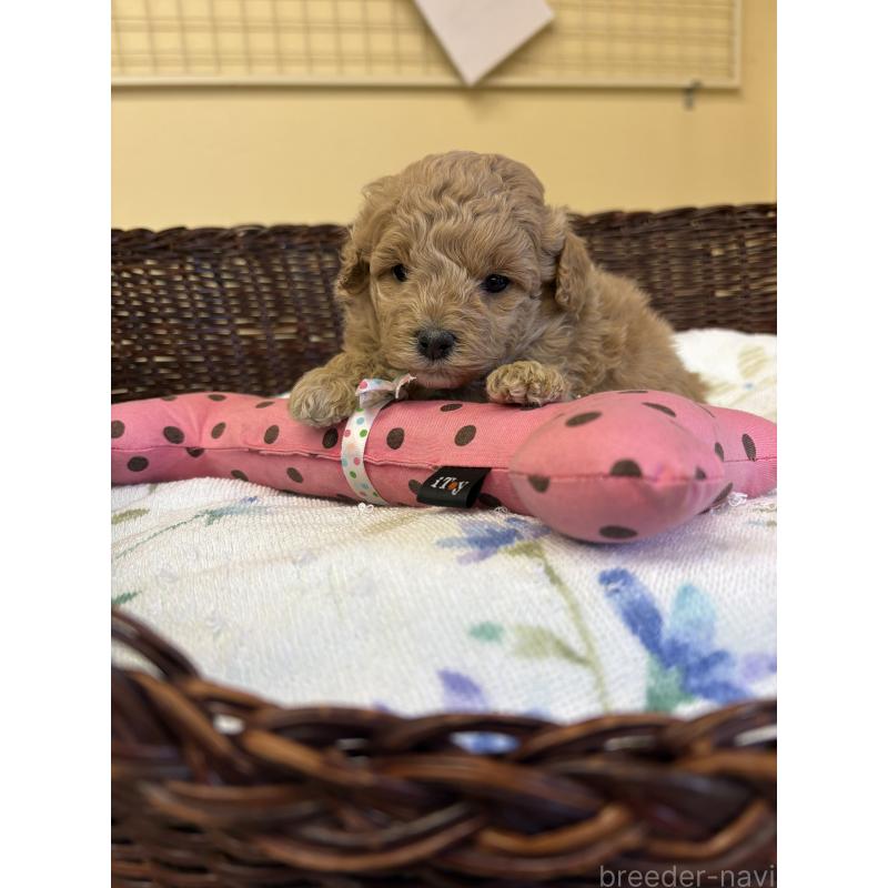 販売中の愛知県のトイプードル-453034の5枚目