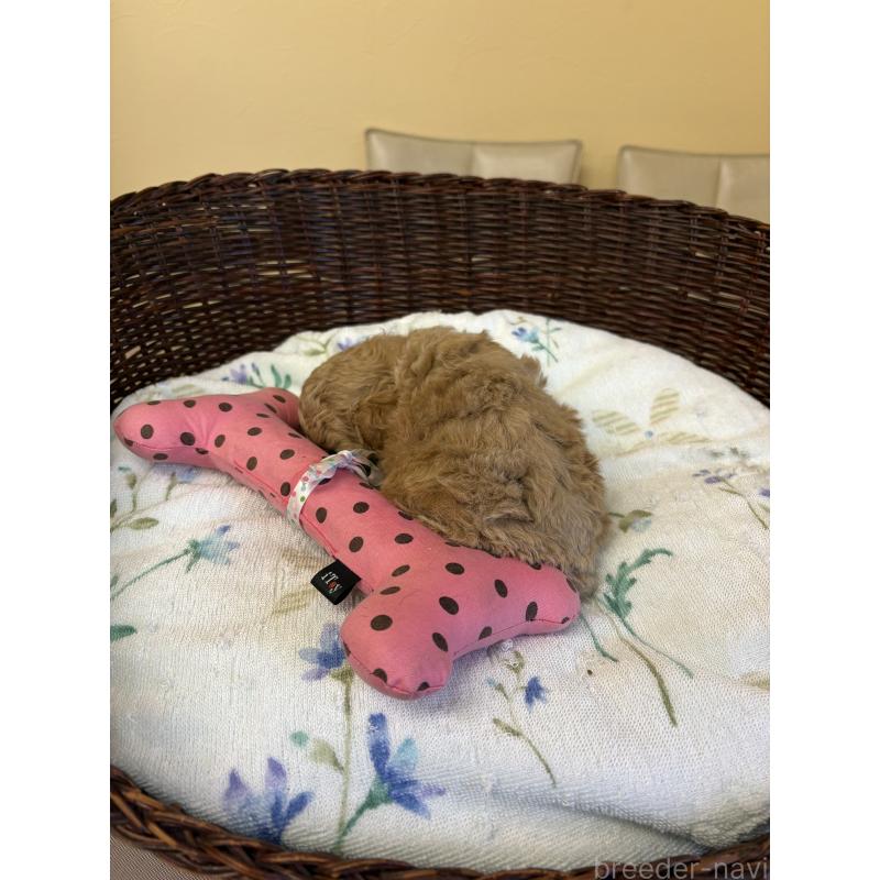 販売中の愛知県のトイプードル-453034の4枚目