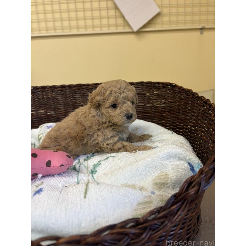 販売中の愛知県のトイプードル-453034の3枚目