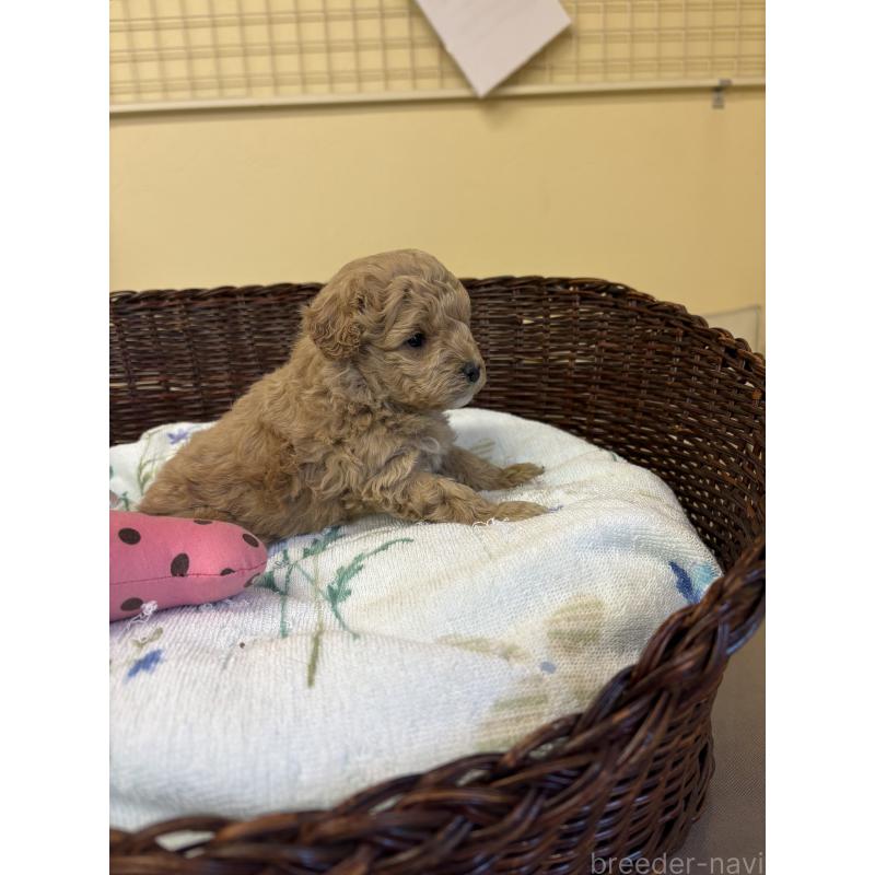 販売中の愛知県のトイプードル-453034の2枚目