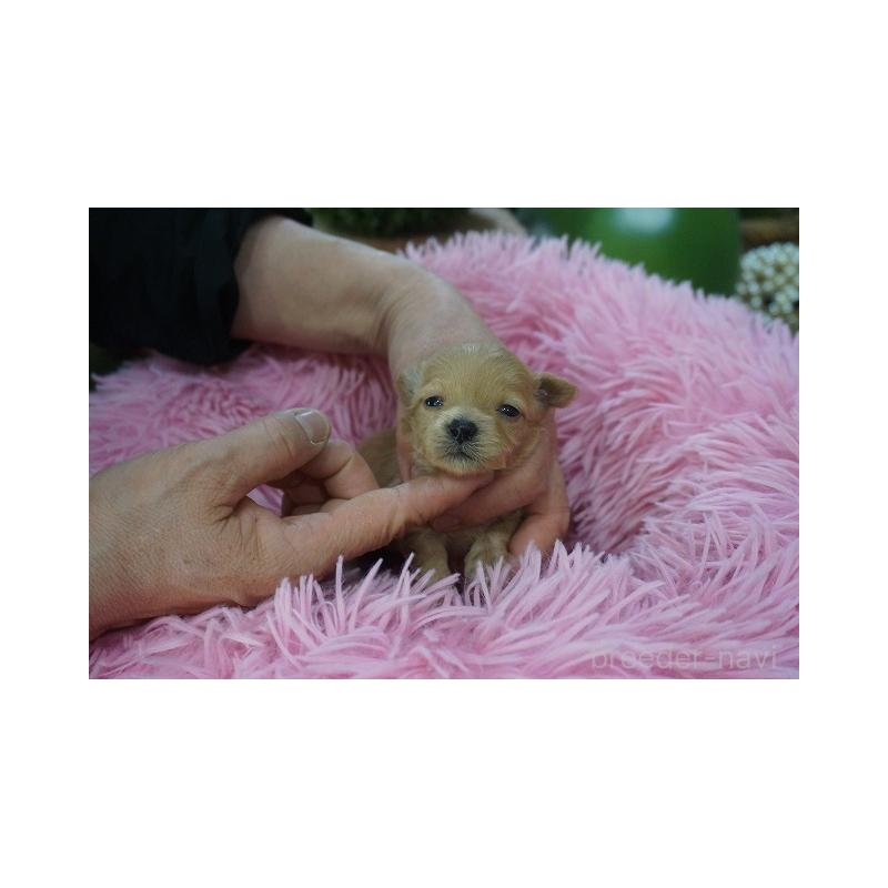 販売中の京都府のマルプー:マルチーズ×トイプードル-453032の4枚目