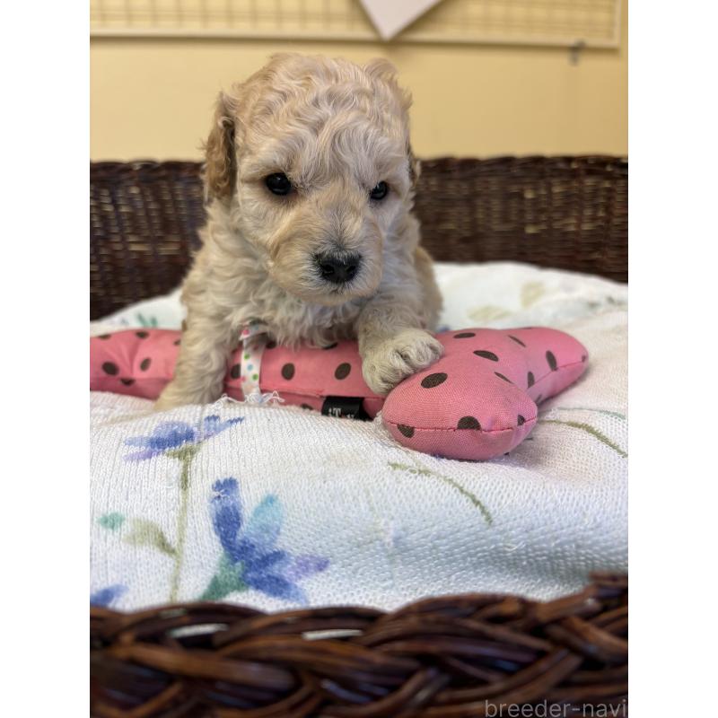 販売中の愛知県のトイプードル-453036の4枚目