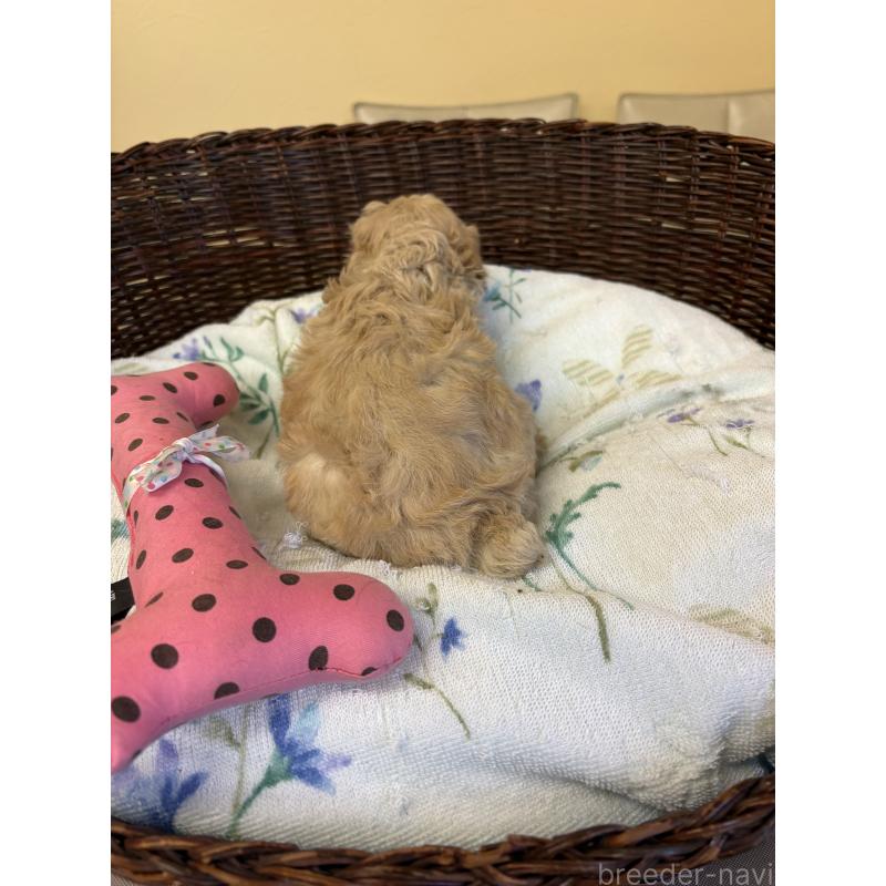 販売中の愛知県のトイプードル-453036の3枚目