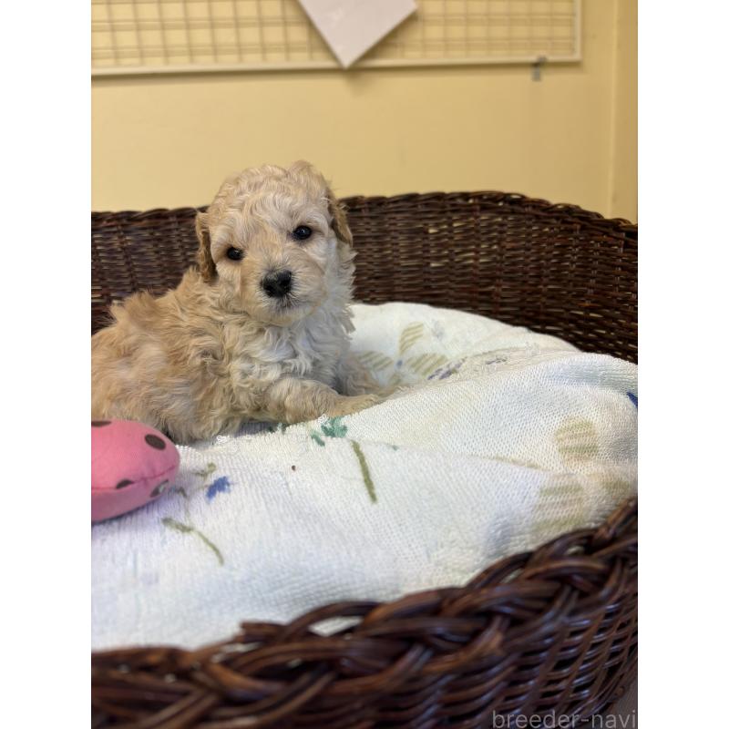 販売中の愛知県のトイプードル-453036の2枚目