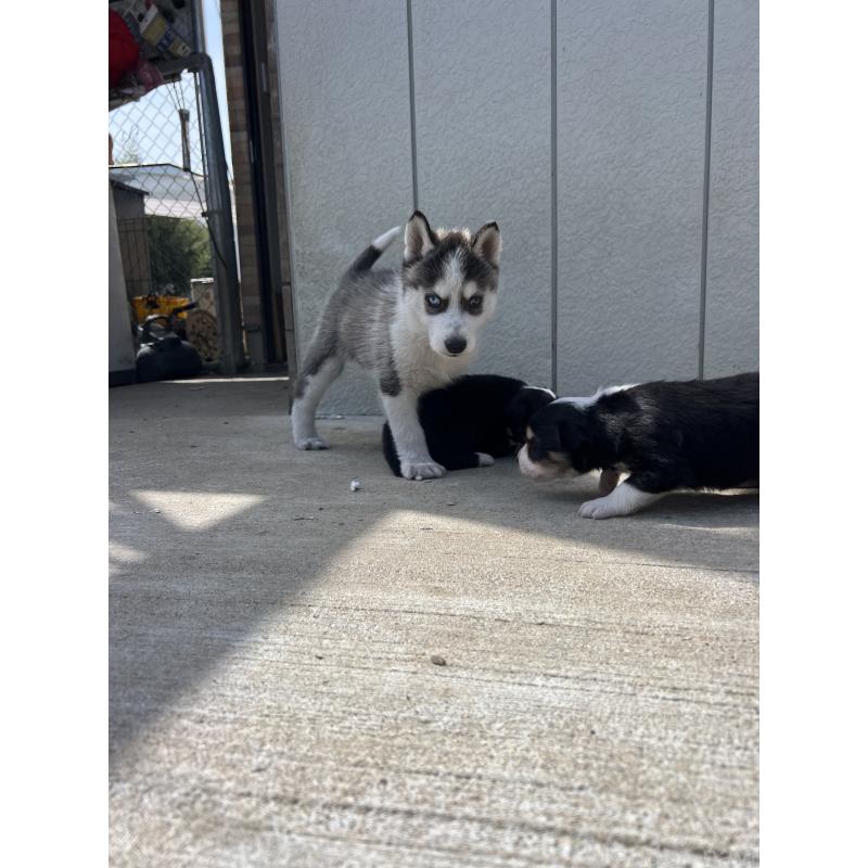 販売中の福岡県のシベリアンハスキー-453038の5枚目