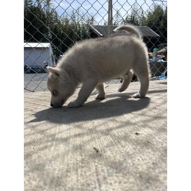 販売中の福岡県のシベリアンハスキー-453038の3枚目