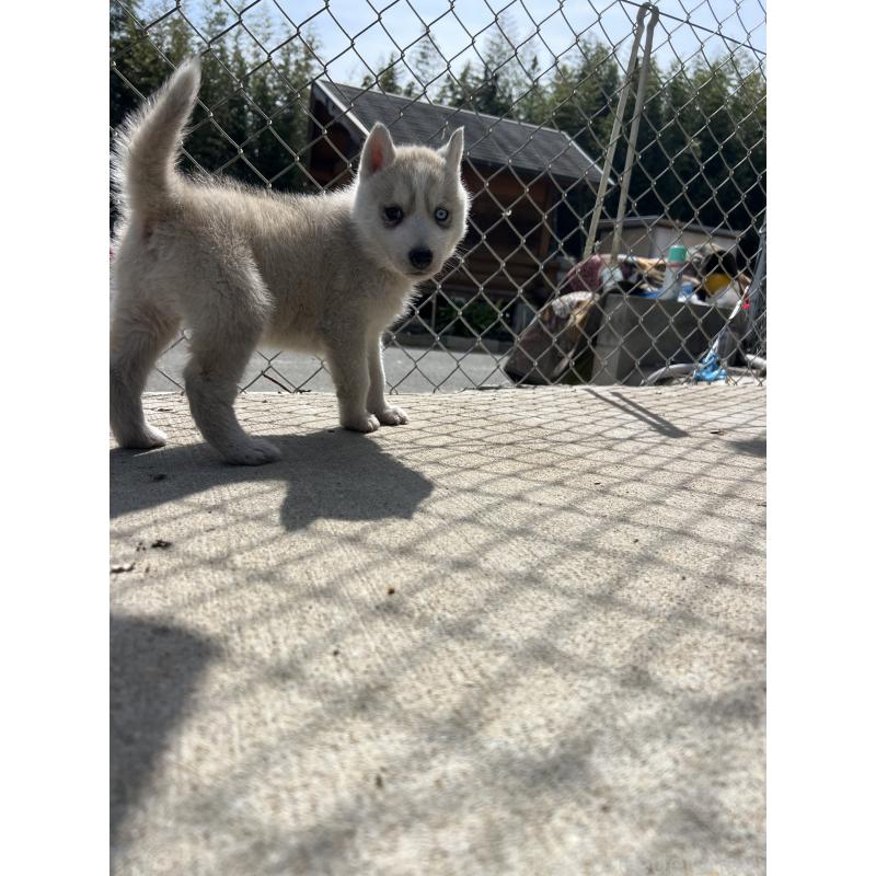 販売中の福岡県のシベリアンハスキー-453038の2枚目