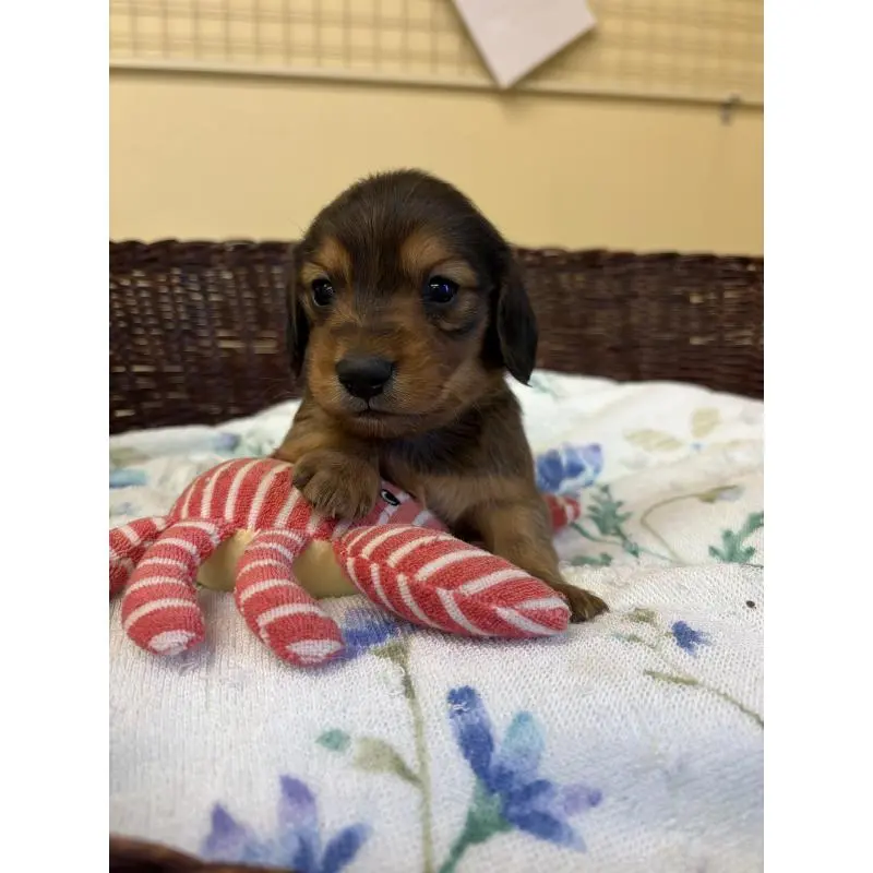 販売中の愛知県のミニチュアダックスフンド(ロングヘアード)-453037の5枚目