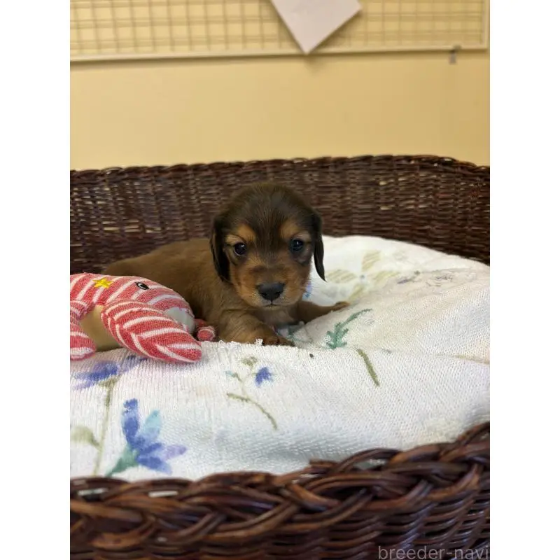 販売中の愛知県のミニチュアダックスフンド(ロングヘアード)-453037の3枚目