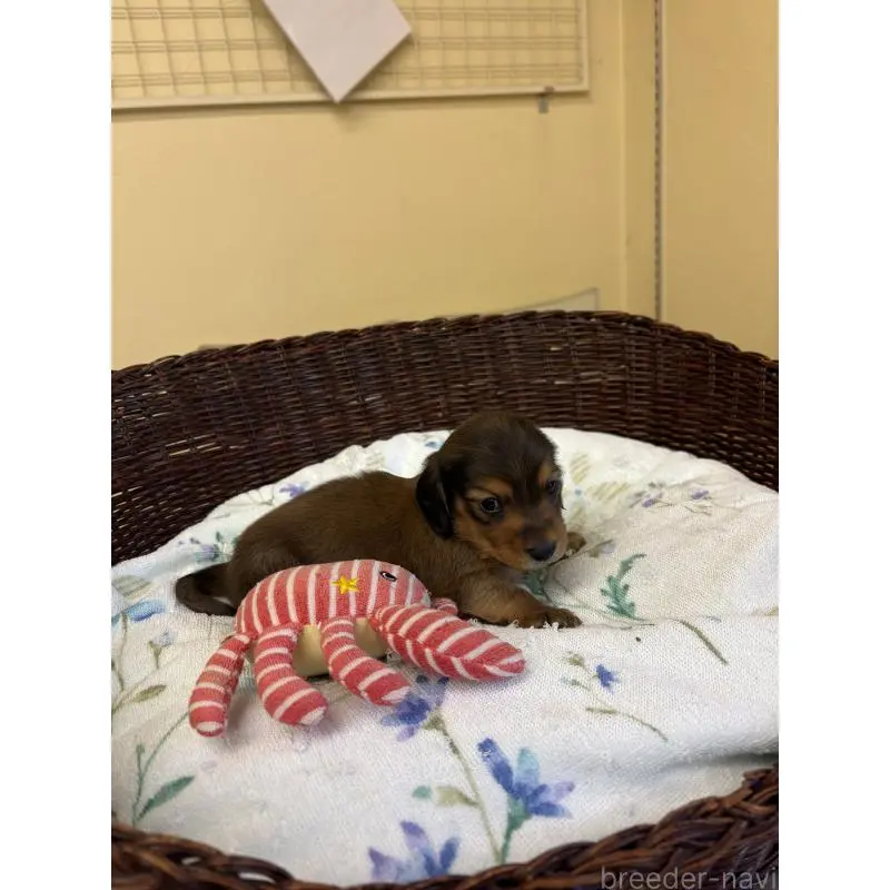 販売中の愛知県のミニチュアダックスフンド(ロングヘアード)-453037の2枚目