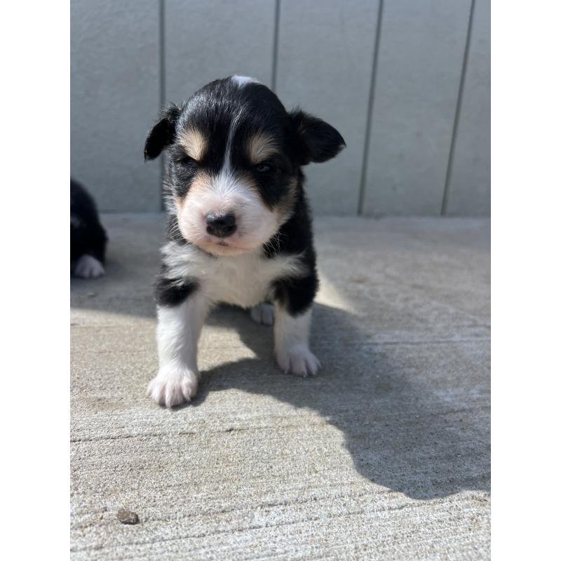 販売中の福岡県のボーダーコリー-453040