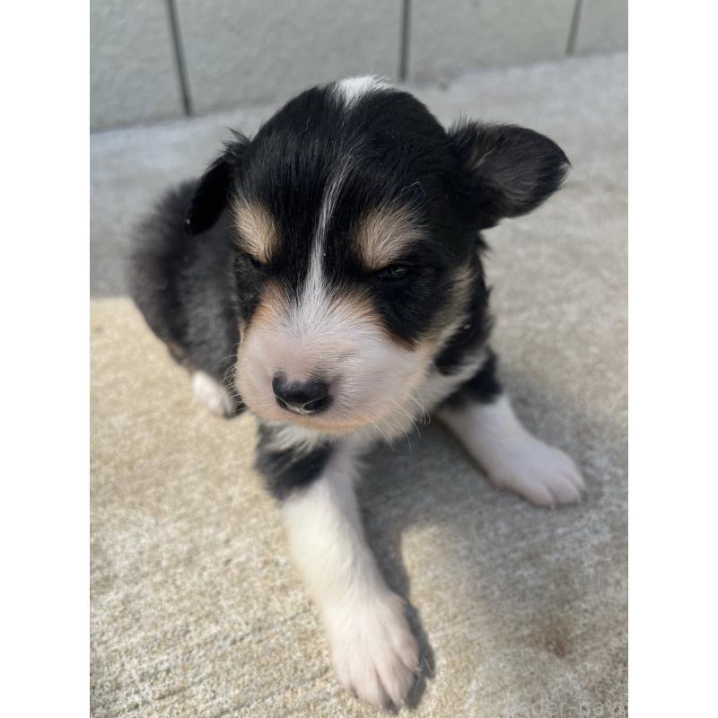 販売中の福岡県のボーダーコリー-453040の5枚目