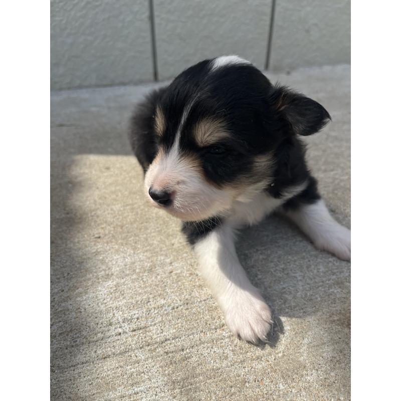 販売中の福岡県のボーダーコリー-453040の4枚目