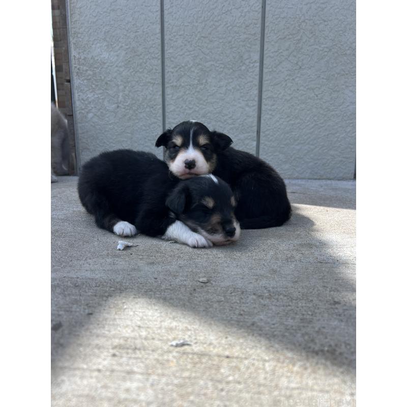 販売中の福岡県のボーダーコリー-453040の3枚目