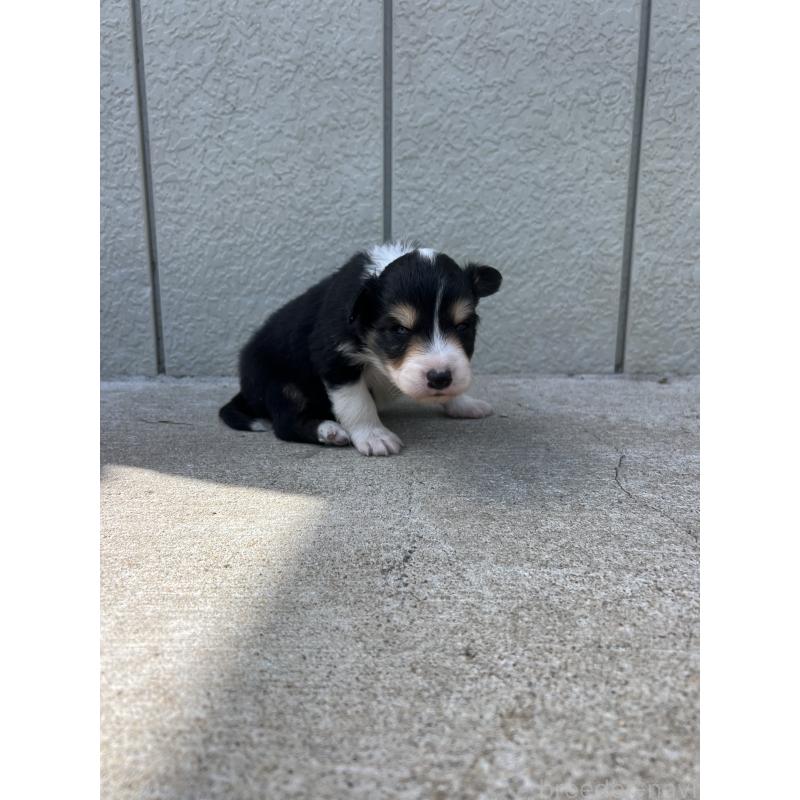 販売中の福岡県のボーダーコリー-453040の2枚目