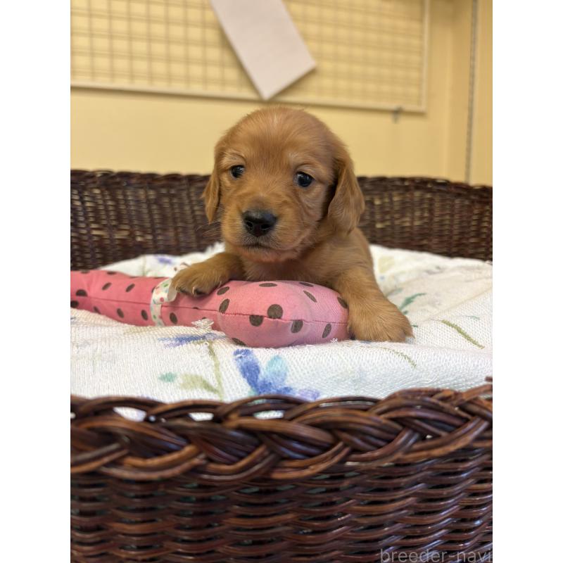 販売中の愛知県のミニチュアダックスフンド(ロングヘアード)-453039の4枚目