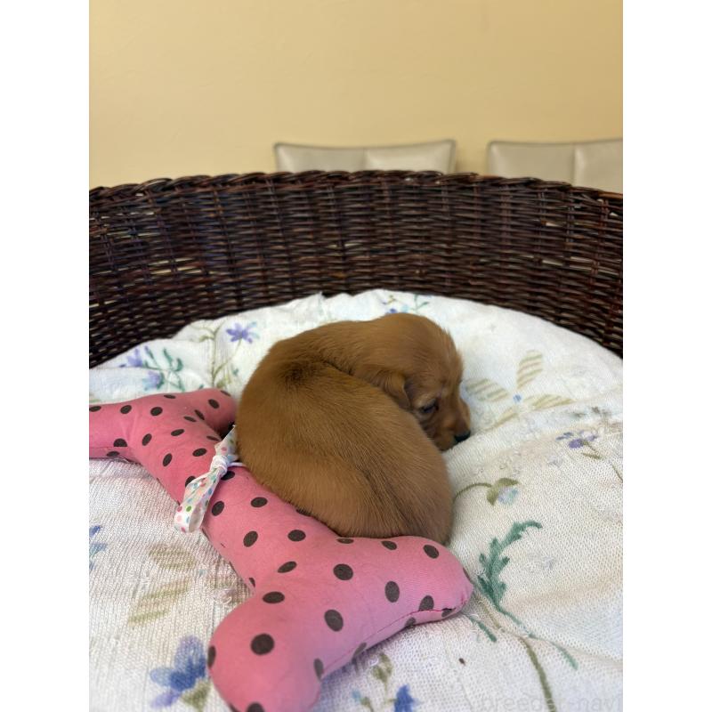 販売中の愛知県のミニチュアダックスフンド(ロングヘアード)-453039の3枚目