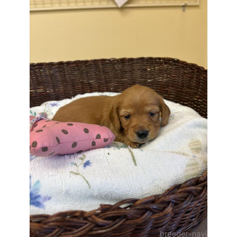 販売中の愛知県のミニチュアダックスフンド(ロングヘアード)-453039の2枚目