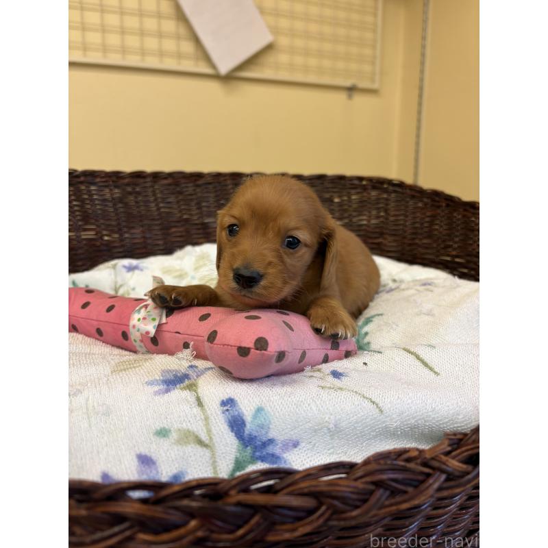 販売中の愛知県のミニチュアダックスフンド(ロングヘアード)-453041の4枚目