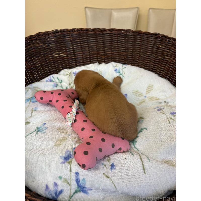 販売中の愛知県のミニチュアダックスフンド(ロングヘアード)-453041の3枚目