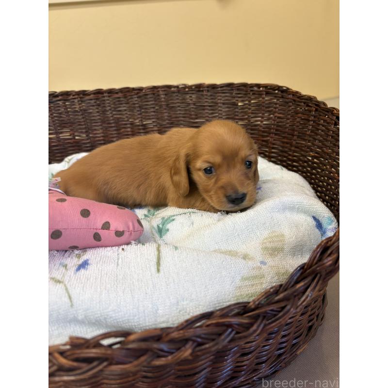 販売中の愛知県のミニチュアダックスフンド(ロングヘアード)-453041の2枚目