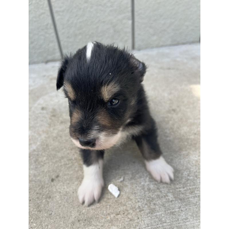 販売中の福岡県のボーダーコリー-453042の5枚目