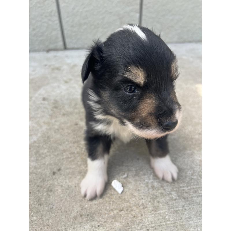 販売中の福岡県のボーダーコリー-453042の3枚目