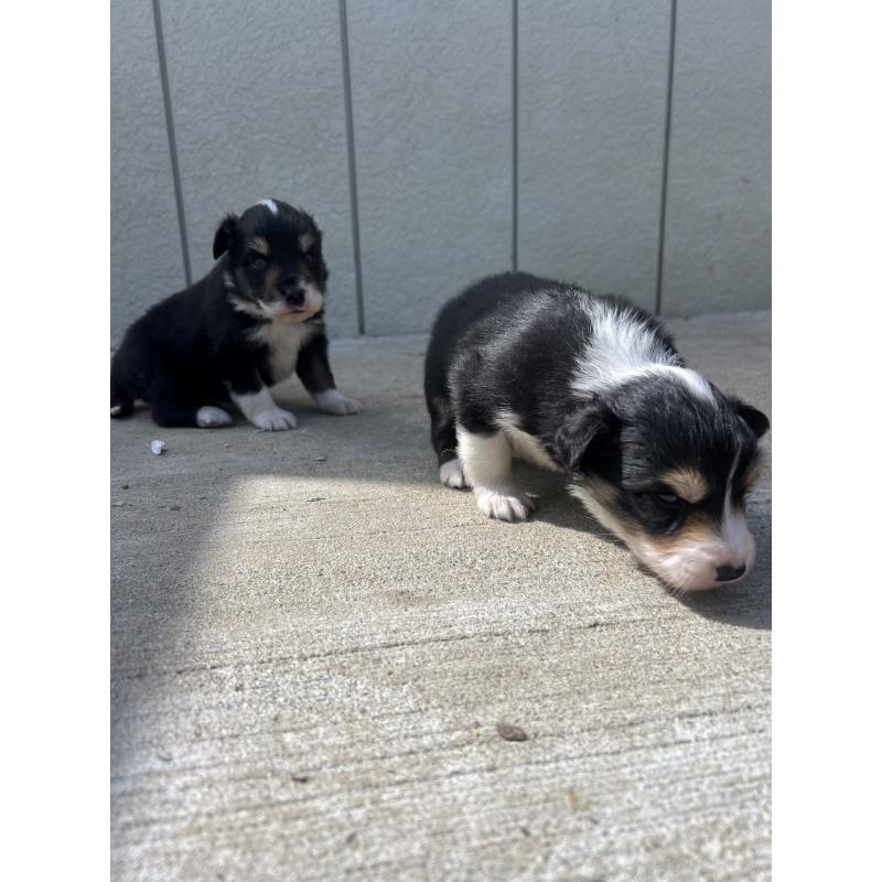 販売中の福岡県のボーダーコリー-453042の2枚目