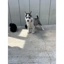 シベリアンハスキーの子犬