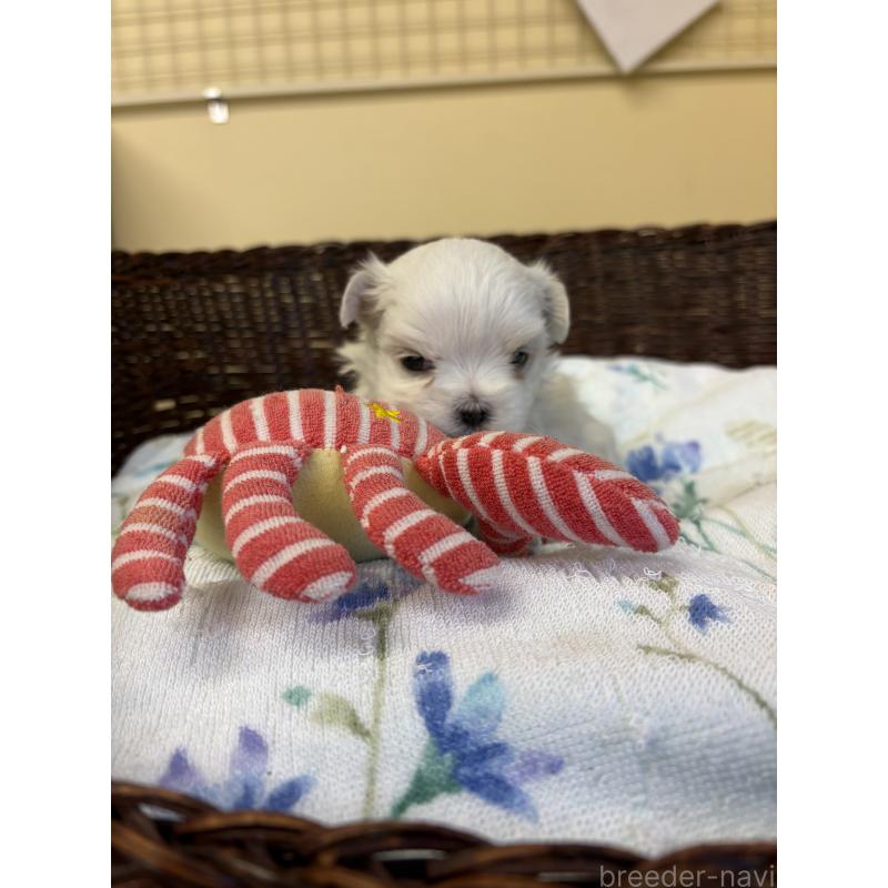販売中の愛知県のマルチーズ-453043の4枚目
