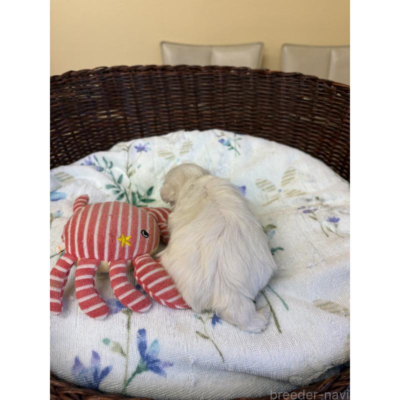 販売中の愛知県のマルチーズ-453043の3枚目