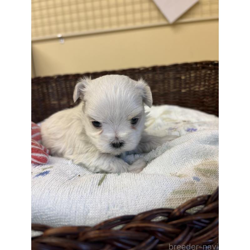 販売中の愛知県のマルチーズ-453043の2枚目